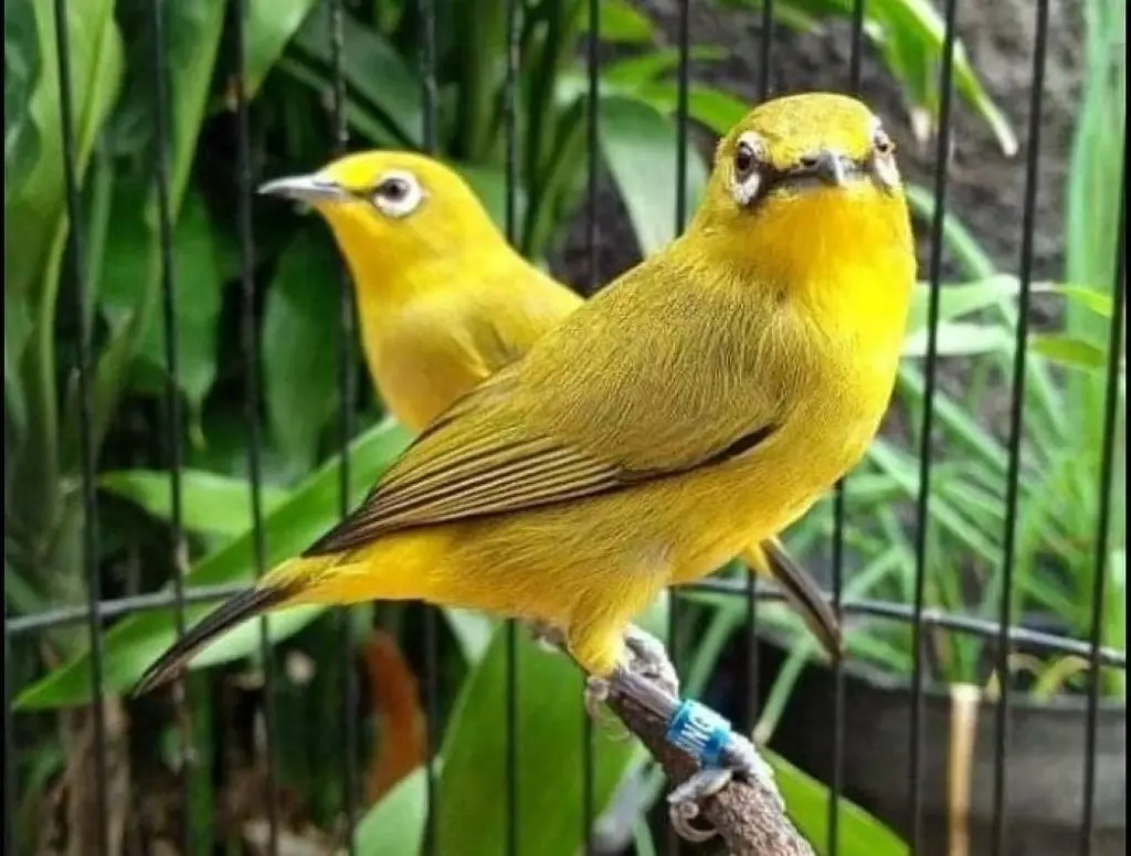 merawat burung pleci saat hujan
